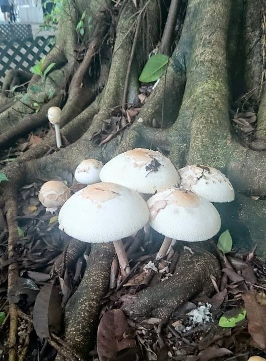 將運澳屋邨花圃發現的野菇