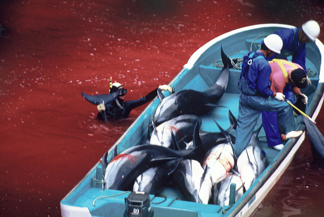 動物何價：日本捕鯨