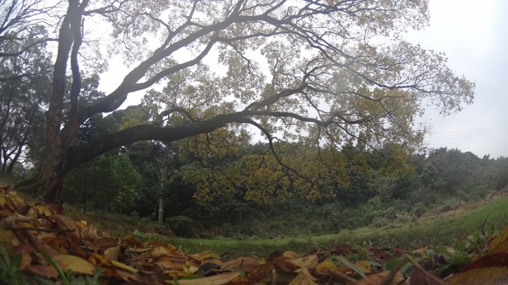清快塘村外的大樹已換了秋裝 （上年的風光）