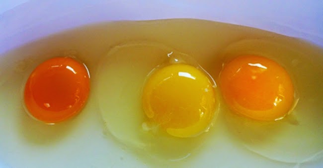 蛋黃越深色越有營養 5