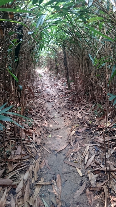 賽道穿越竹林深處