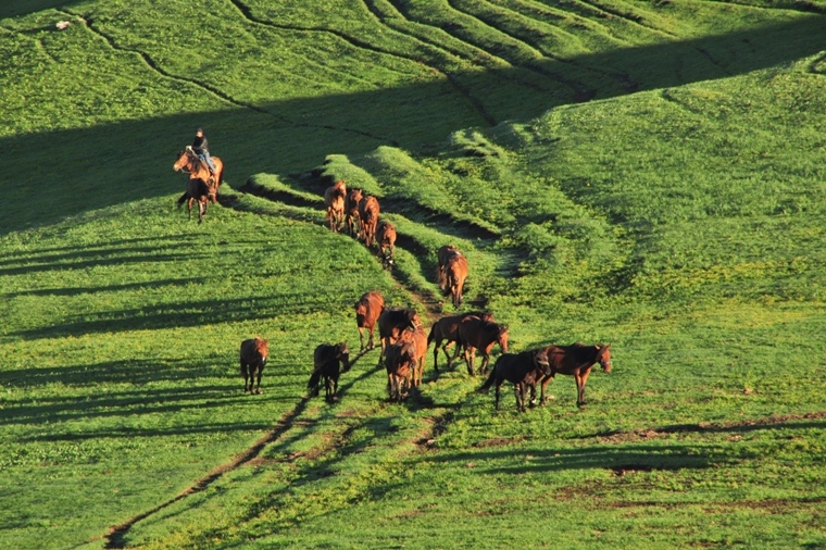 每天早上，馬伕都把放出去吃草的馬趕回來（圖片來源：柏崙）