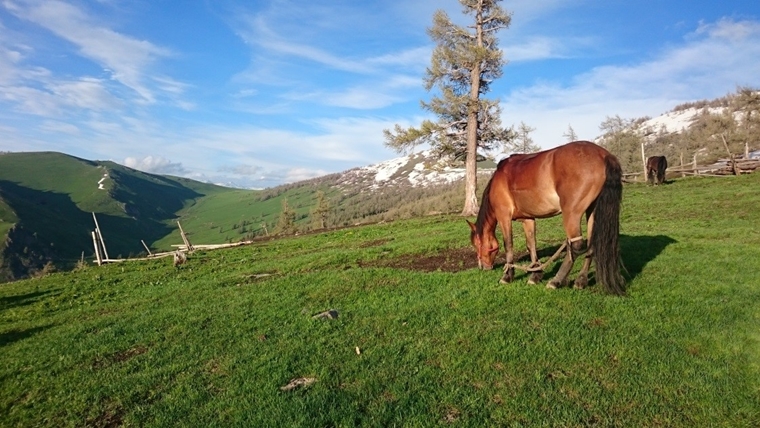 馬伕放馬吃草前先綁起牠們的腳，使牠們無法逃跑（圖片來源：小昭）
