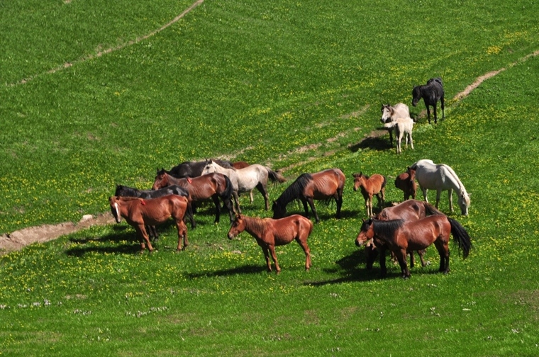 附近的野放馬群（圖片來源：栢崙）