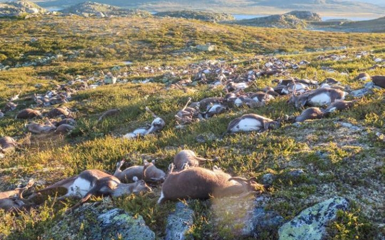 [大自然的怒哮] 一場雷暴 劈死挪威323隻馴鹿 1