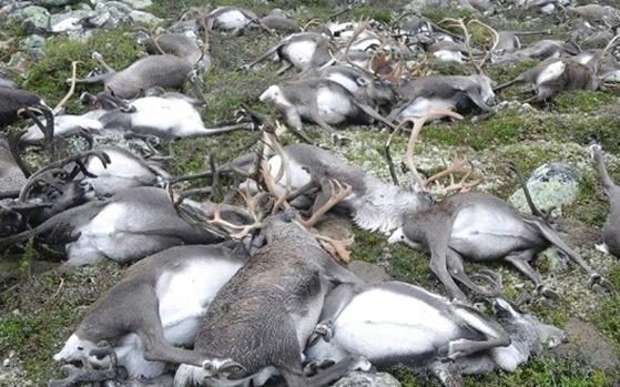 [大自然的怒哮] 一場雷暴 劈死挪威323隻馴鹿 3