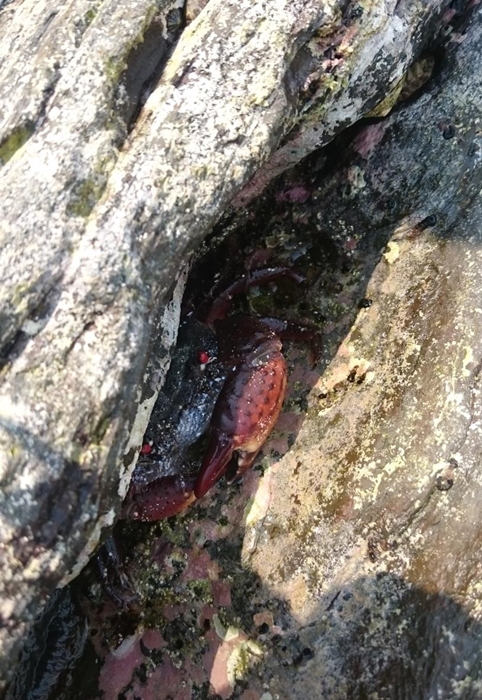 在石隙中躲藏的蟹（圖片來源：小昭）