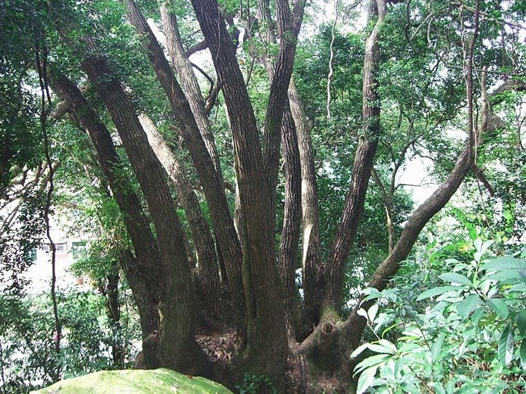 [香港奇景] 香港古樹巨木 百子千孫樹