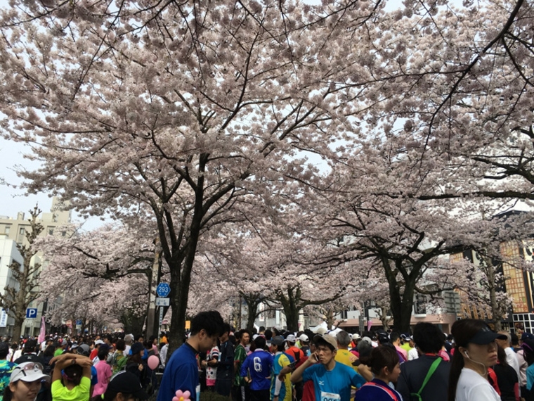 日立櫻花馬拉松的起點，名列日本賞櫻名所百選之一。