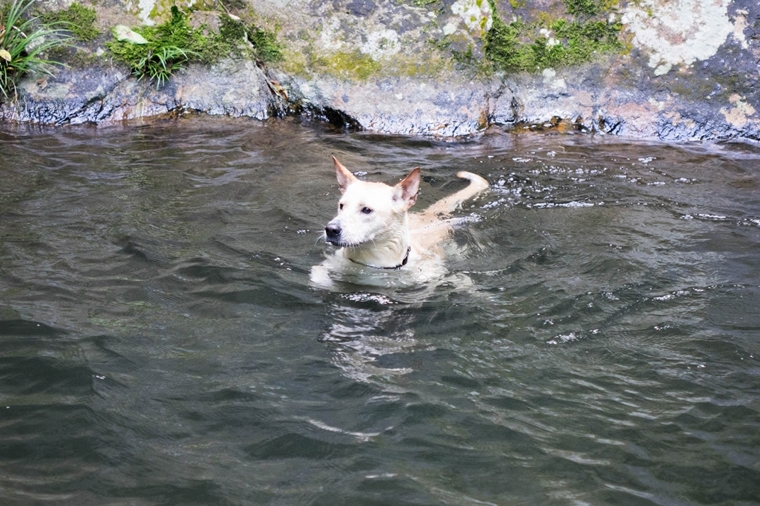 小狗也忍不住要跳下水玩一玩