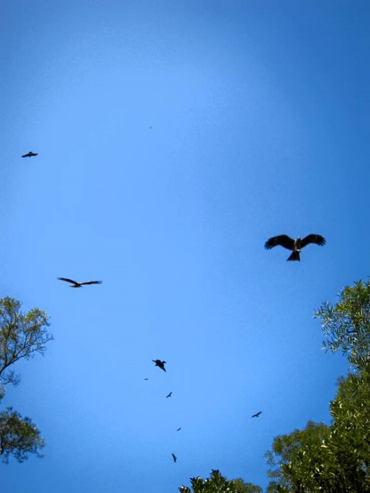 抬頭見天上鴉雀滿天飛，畫面有趣立即拍下。