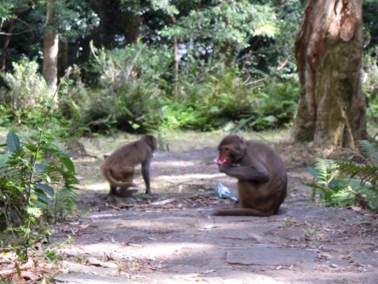 水塘有很多猴子，奉勸各位不要扔棄垃圾，因為牠們會翻垃圾筒找東西吃呢。