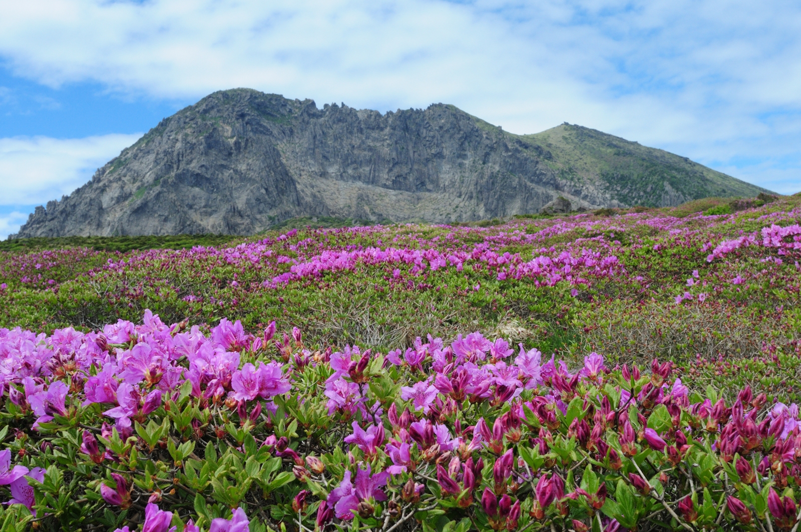 韓國濟州漢拿山受污染植物枯萎| 原因係大量遊客上山頂食麵| Fitz 運動平台